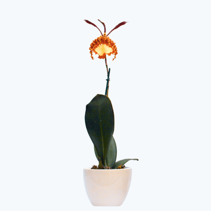 Psychopsis Kahili mit 1 Rispe