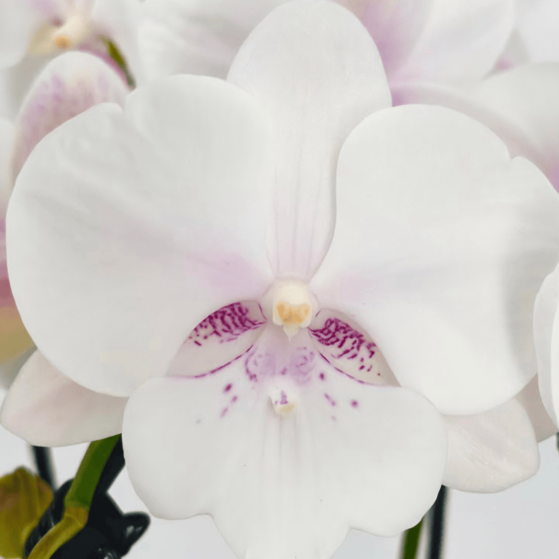 Wasserfall Phalaenopsis Perle mit weiß-rosa Blüten und 2 Rispen