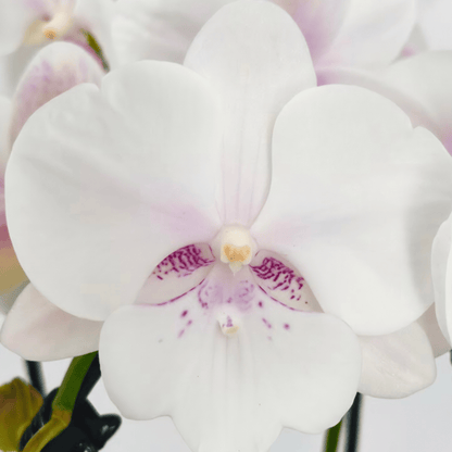 Wasserfall Phalaenopsis Perle mit weiß-rosa Blüten und 2 Rispen