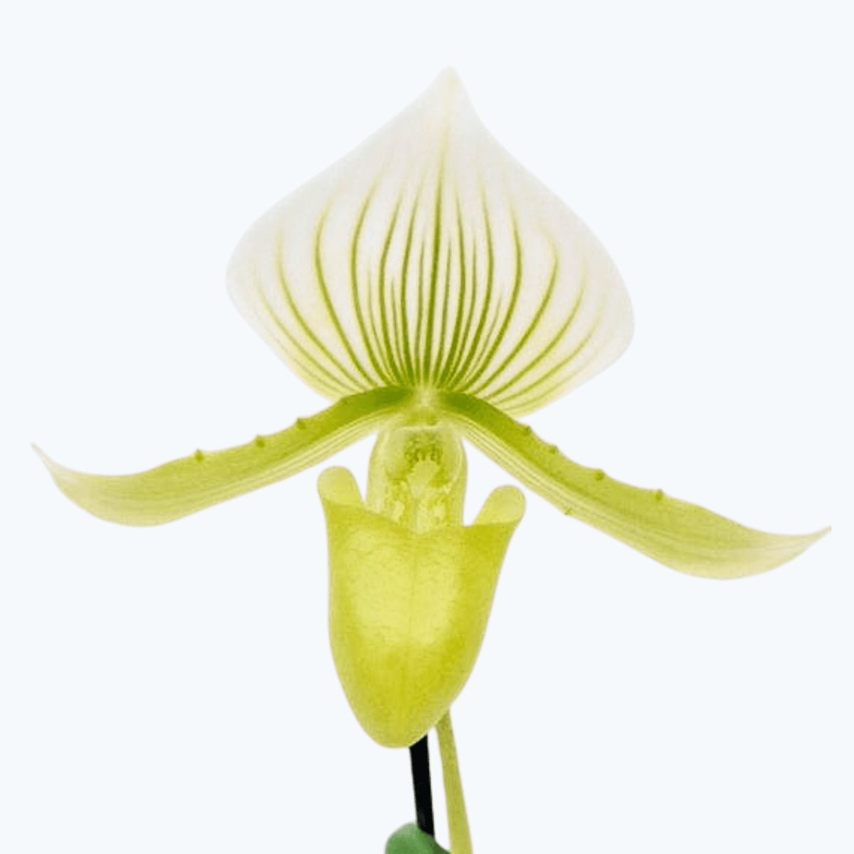 Frauenschuh Paphiopedilum Maudiae mit 2 Rispen