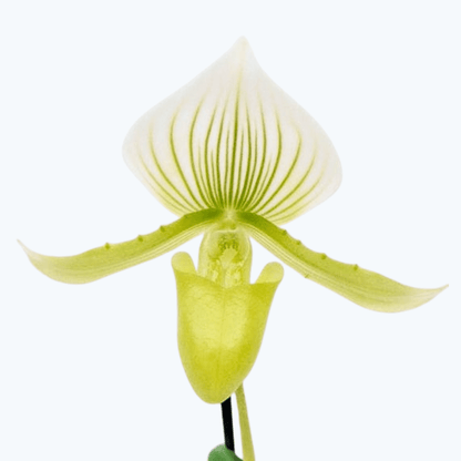 Frauenschuh Paphiopedilum Maudiae mit 2 Rispen