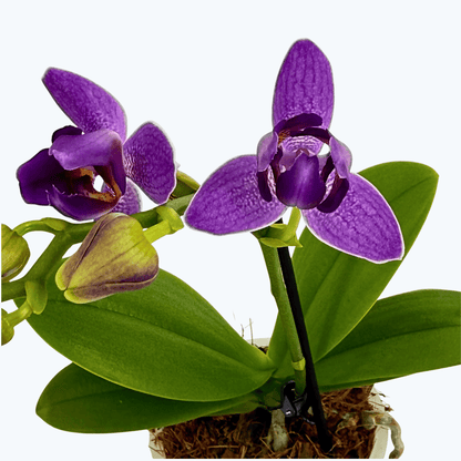 Pelorische Orchidee Table Dance Indigo Dream mit blauen Blüten und 1+ Rispen