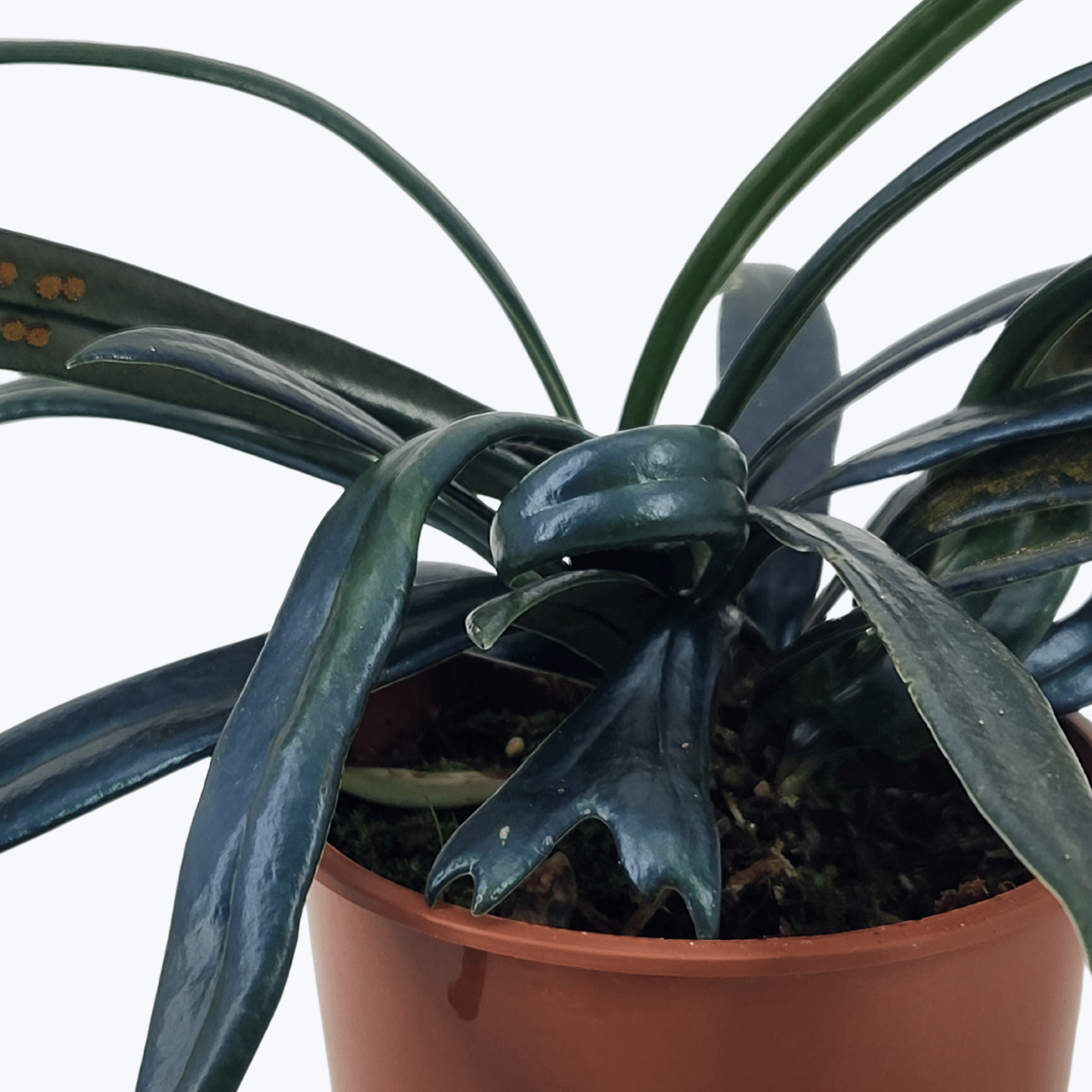 Microsorum thailandicum Metallfarn mit metallisch blauen Blättern im 9cm Topf