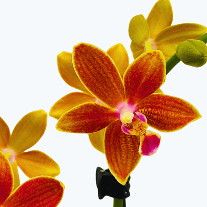 Table Dance Safron Star mit orangenen Blüten und 2 Rispen