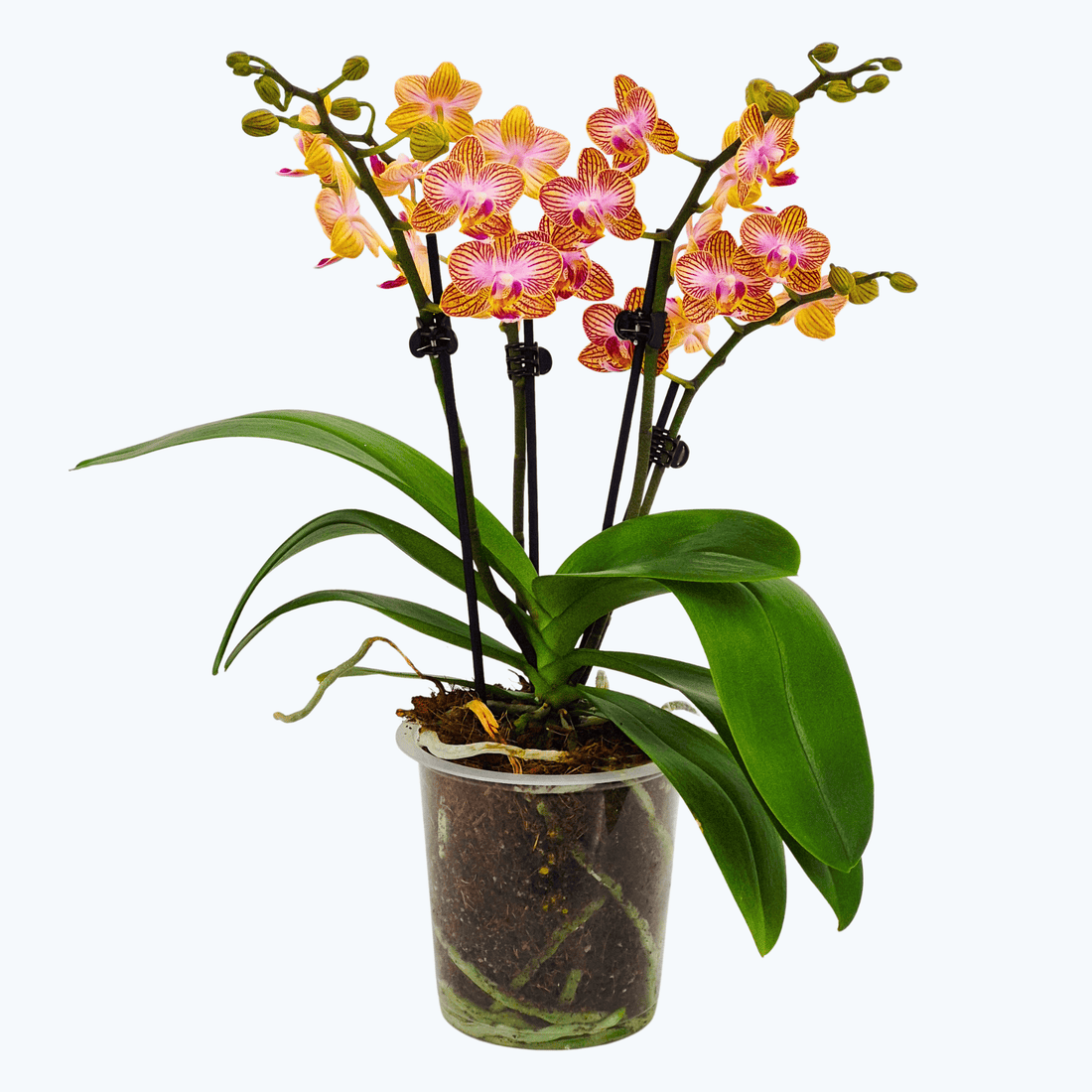 Phalaenopsis Golden Flame mit gelb-goldenen Blüten und 3 Rispen