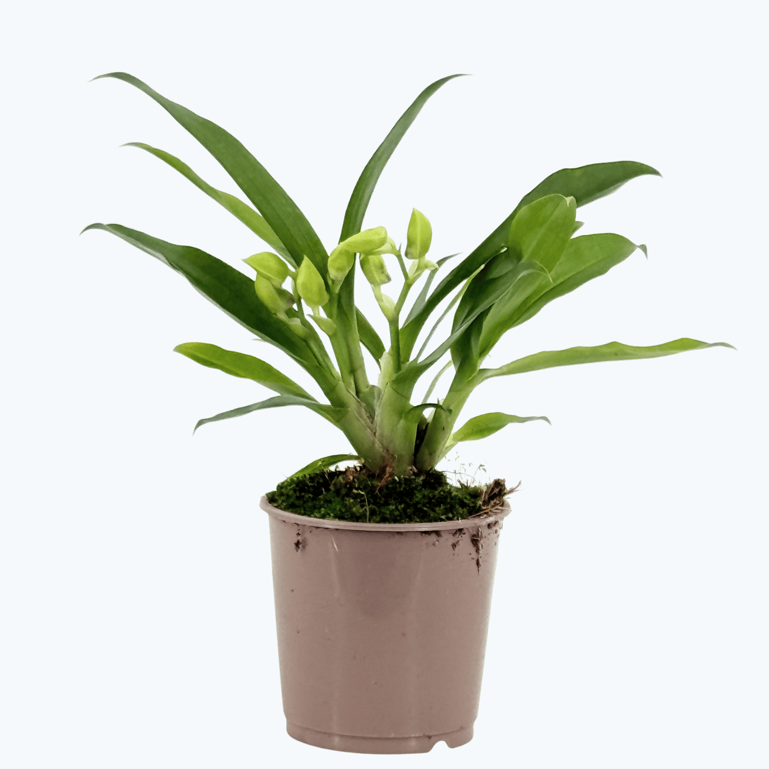 Propetalum Akka mit gelben Blüten und 2 Rispen