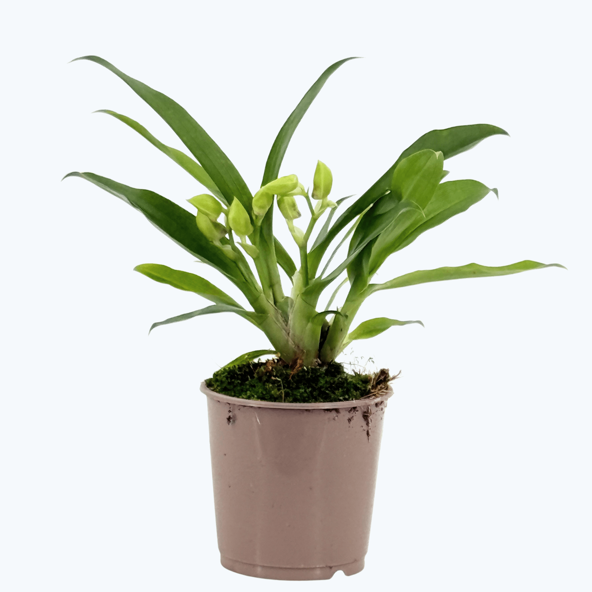 Propetalum Akka mit gelben Blüten und 2 Rispen