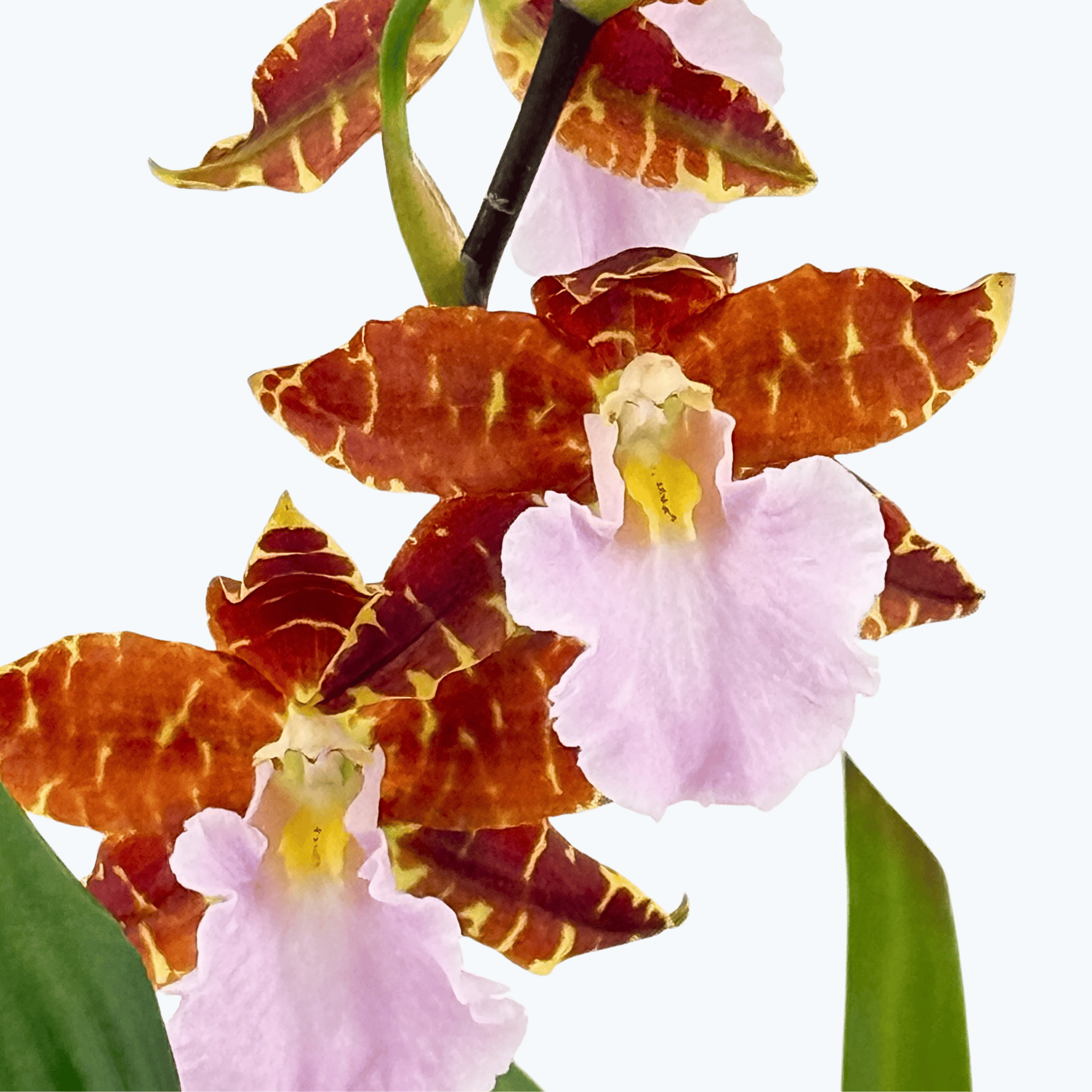 Odontoglossum bictoniense rosa-braunen Blüten und 1 Rispe