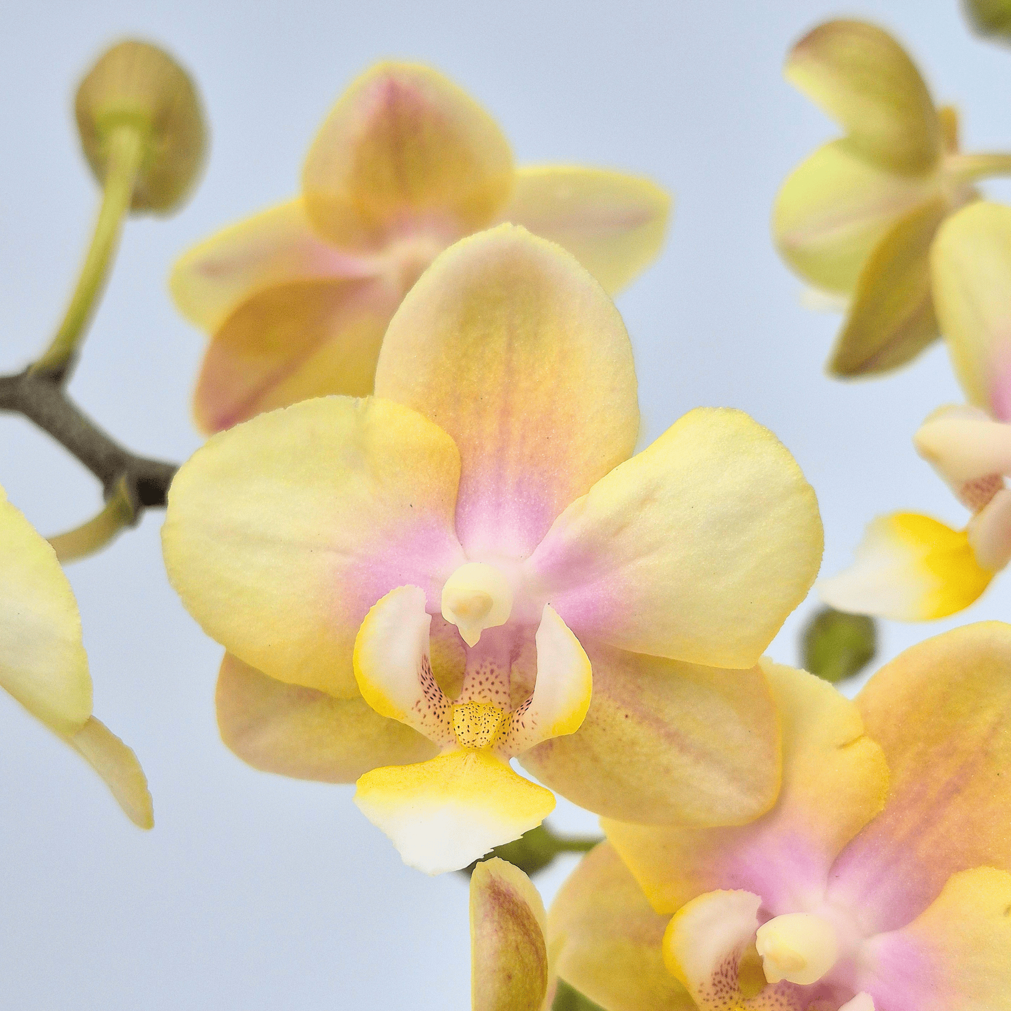 Duftorchidee Table Dance Petal Perfume mit gelben Blüten und 3 Rispen