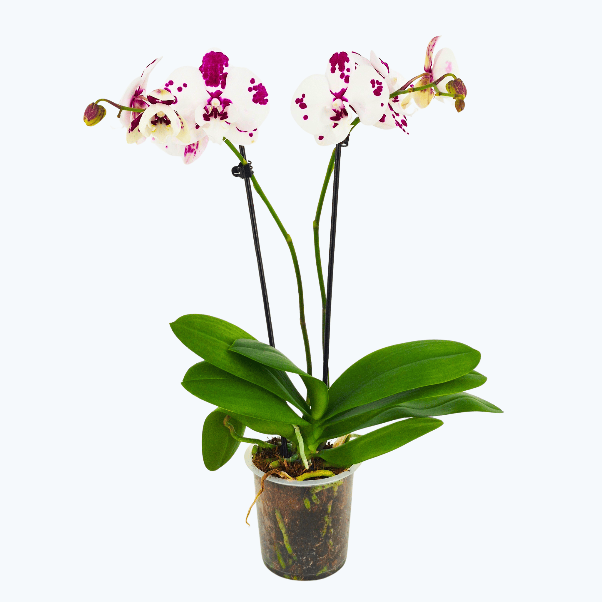 Phalaenopsis Marrakesh mit gefleckten Blüten und 2 Rispen
