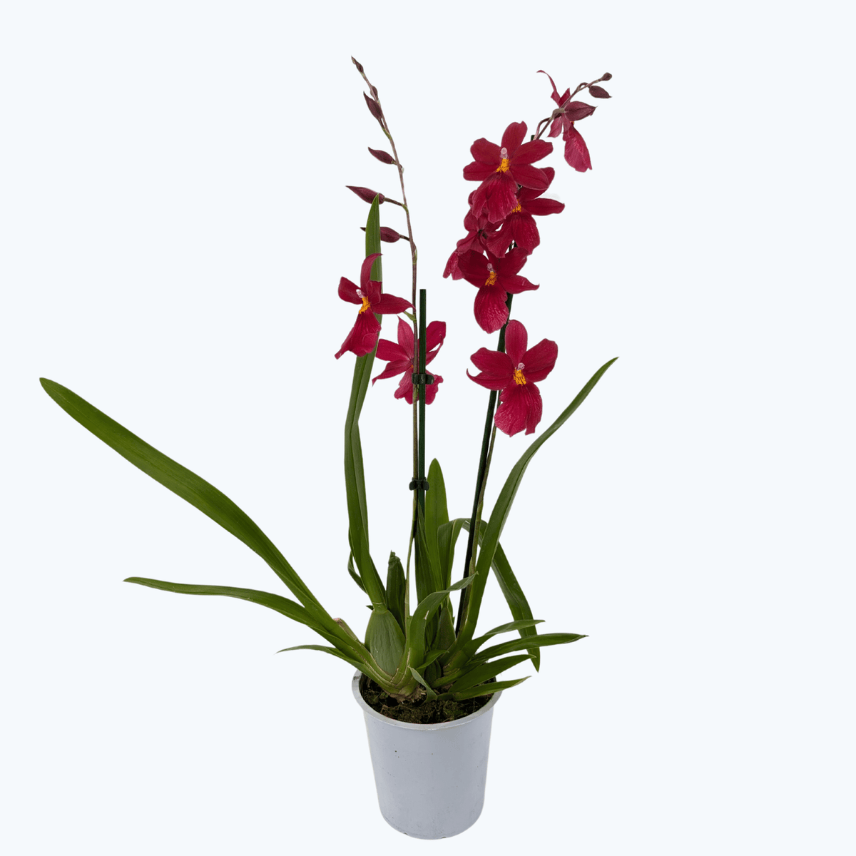 Cambria Orchidee Nelly Isler mit dunkelroten Blüten und 3 Rispen