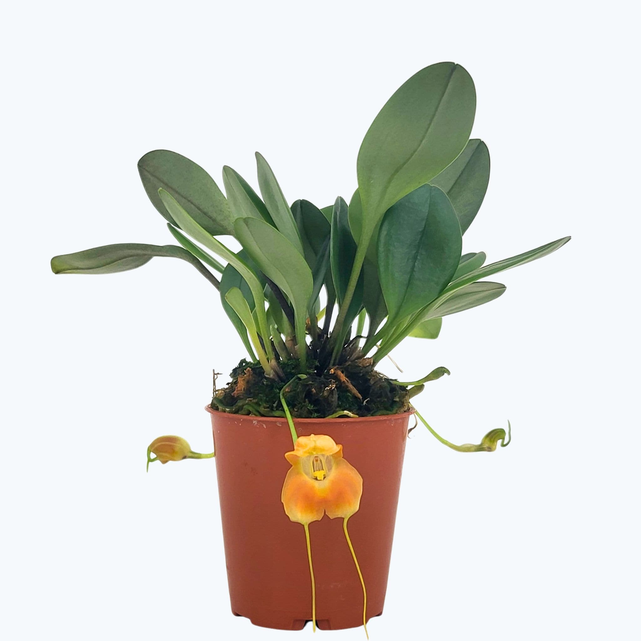 Mini-Orchidee Masdevallia prodigiosa