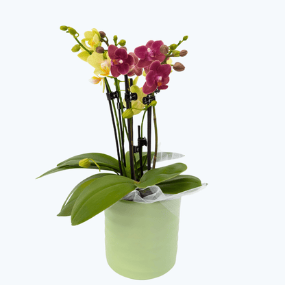 Cocktail Orchidee mit gelb-roten Blüten und 4+ Rispen, Keramik und Dekovlies