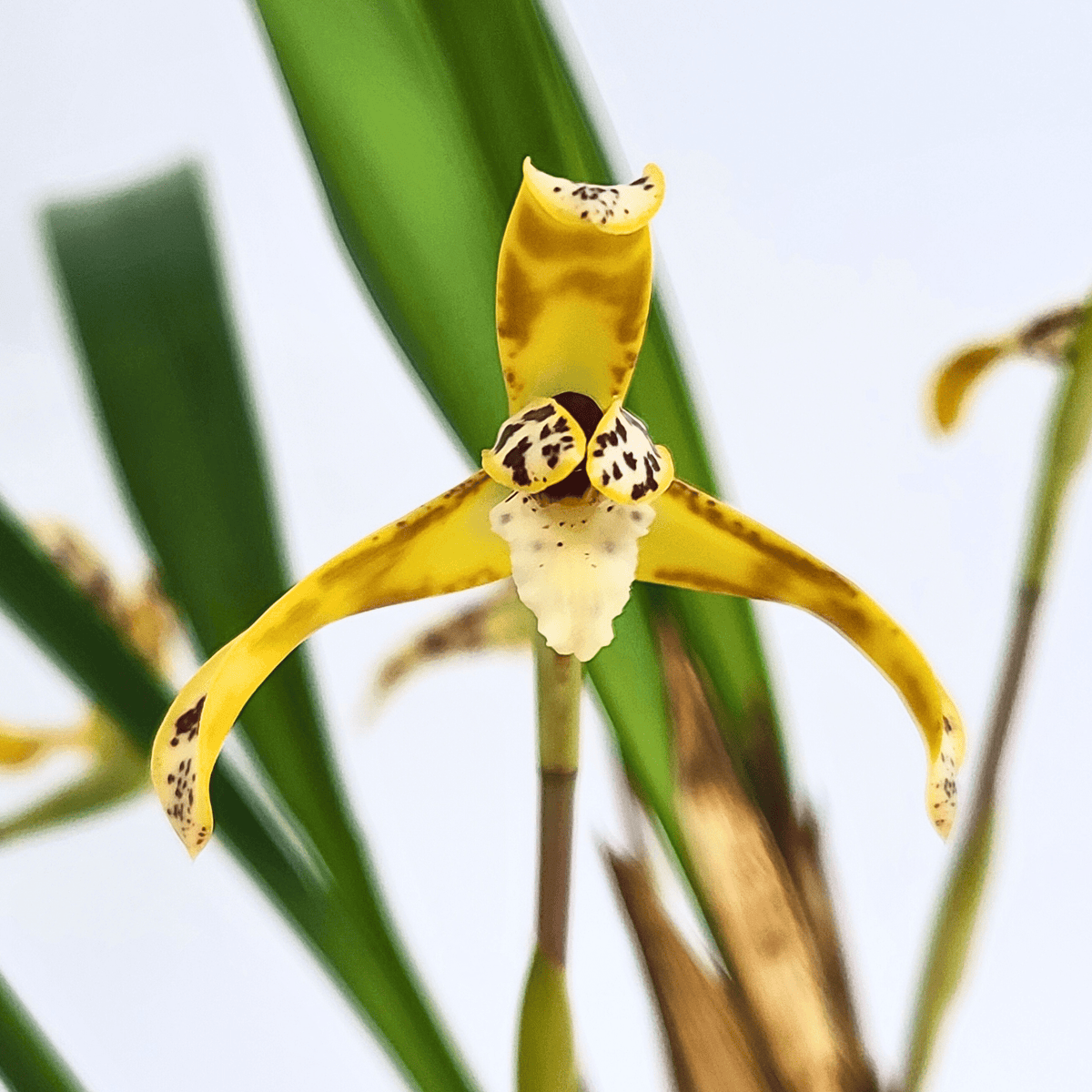 Maxillaria picta mit cremegelben Blüten und 4+ Rispen