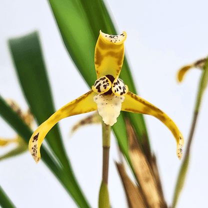 Maxillaria picta mit cremegelben Blüten und 4+ Rispen