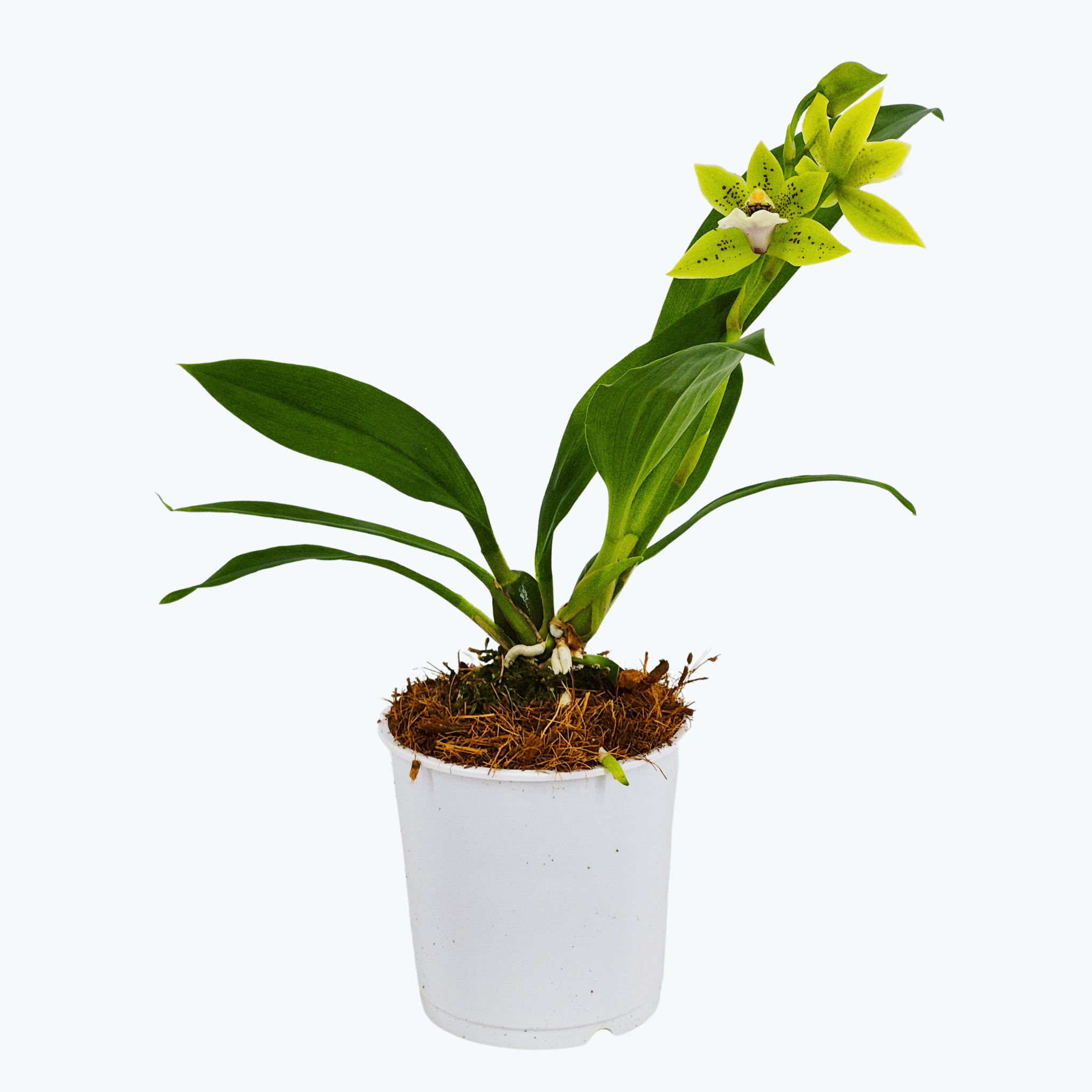 Zygopetalum Impasto green im 9cm Topf