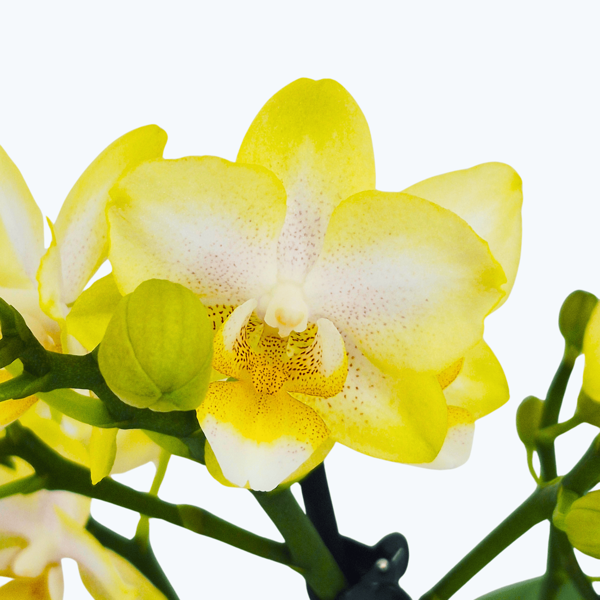 Phalaenopsis Prestige mit hellgelben Blüten und 3 Rispen