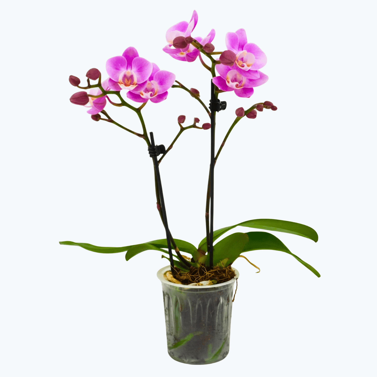 Table Dance Royal Pink mit rosenen Blüten und 2 Rispen