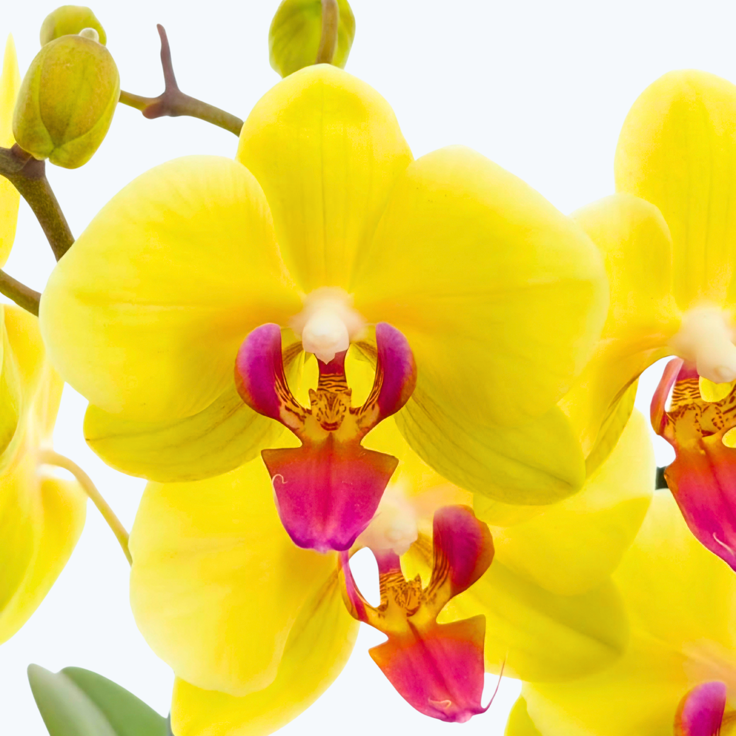 Phalaenopsis Golden Star mit gelben Blüten und 2 Rispen