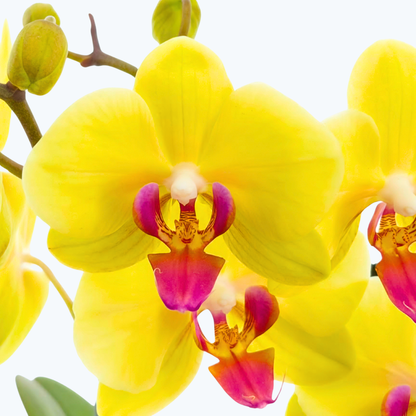 Phalaenopsis Golden Star mit gelben Blüten und 2 Rispen