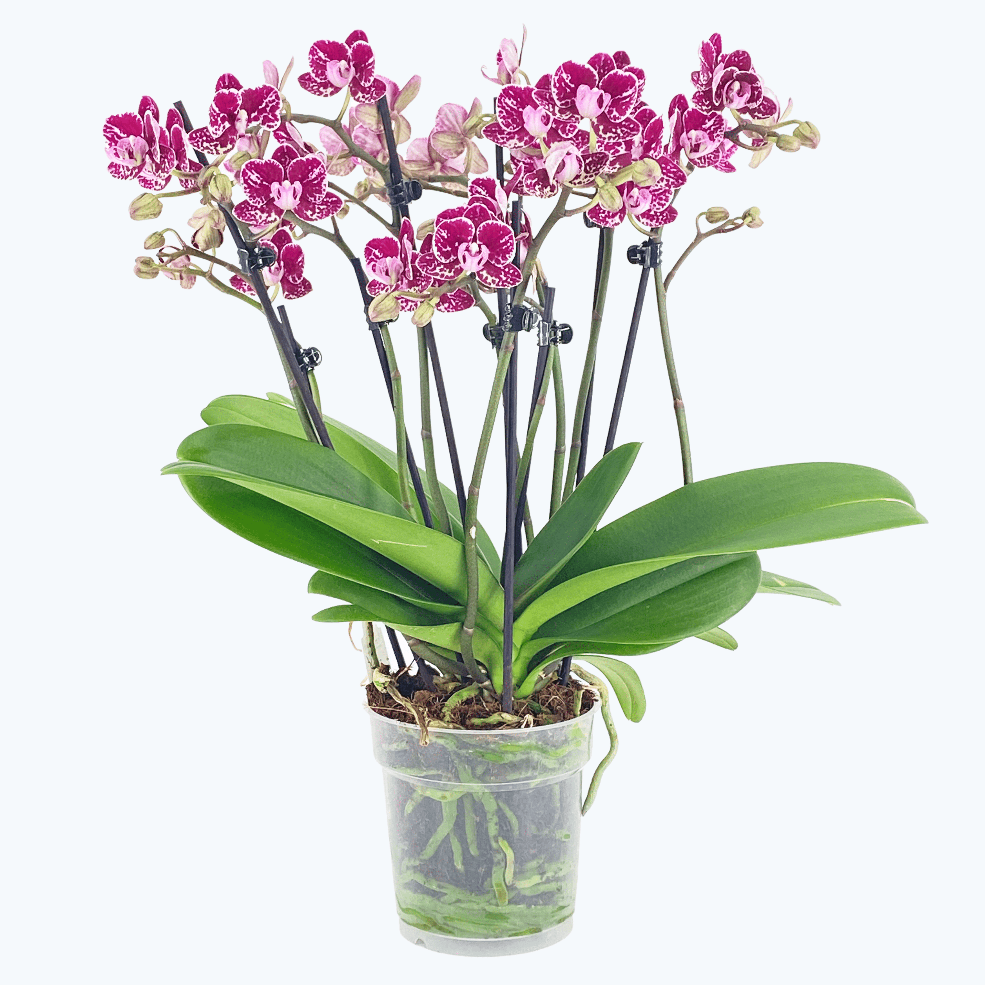 Große Two of Us Coco Purple Rain mit lila-gefleckten Blüten und 5+ Rispen