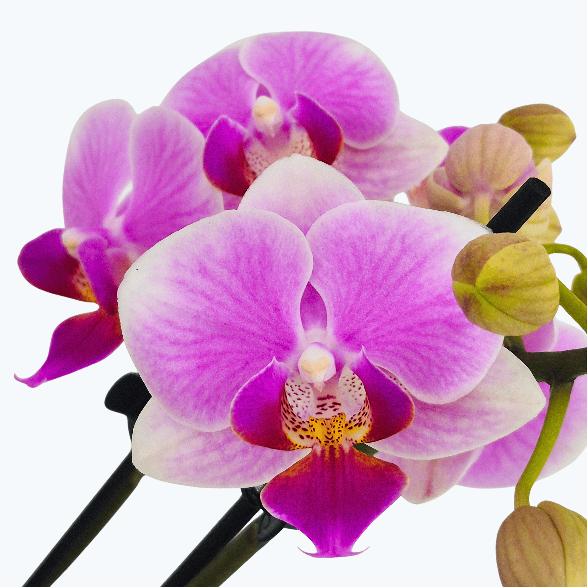 Table Dance Tahani mit rosa weißen Blüten und 2 Rispen