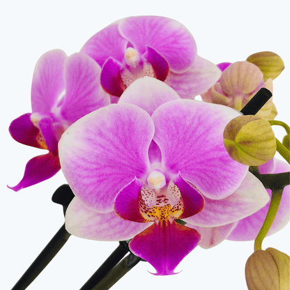 Table Dance Tahani mit rosa weißen Blüten und 2 Rispen