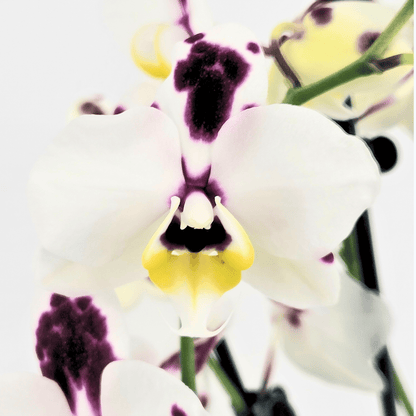 Phalaenopsis Marrakesh mit gefleckten Blüten und 3 Rispen