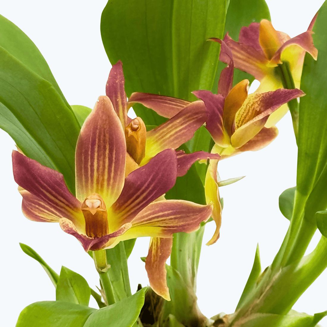 Cochleanthes Hybride mit rot-braunen Blüten im 9cm Topf