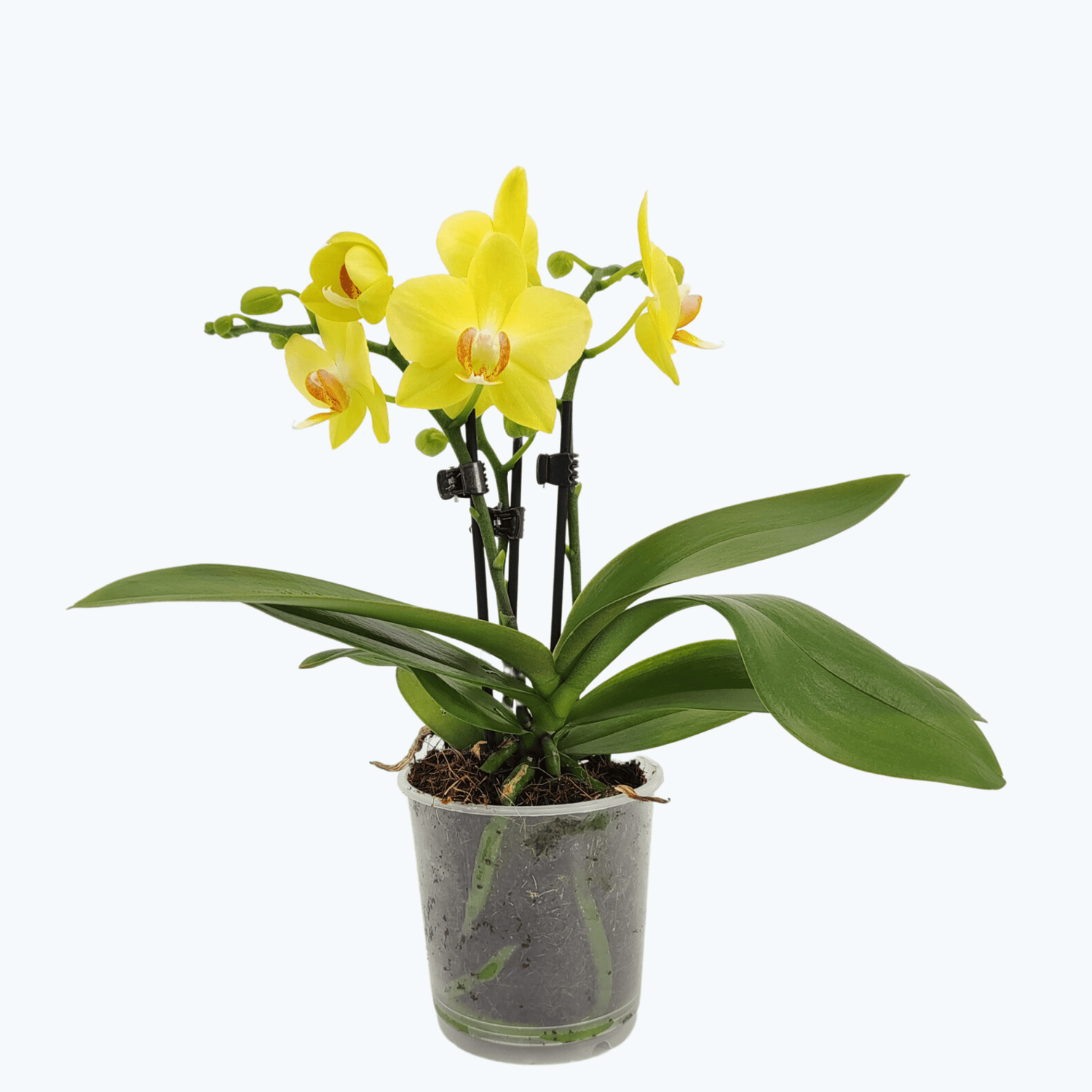 Table Dance Albenga mit gelben Blüten und 3 Rispen