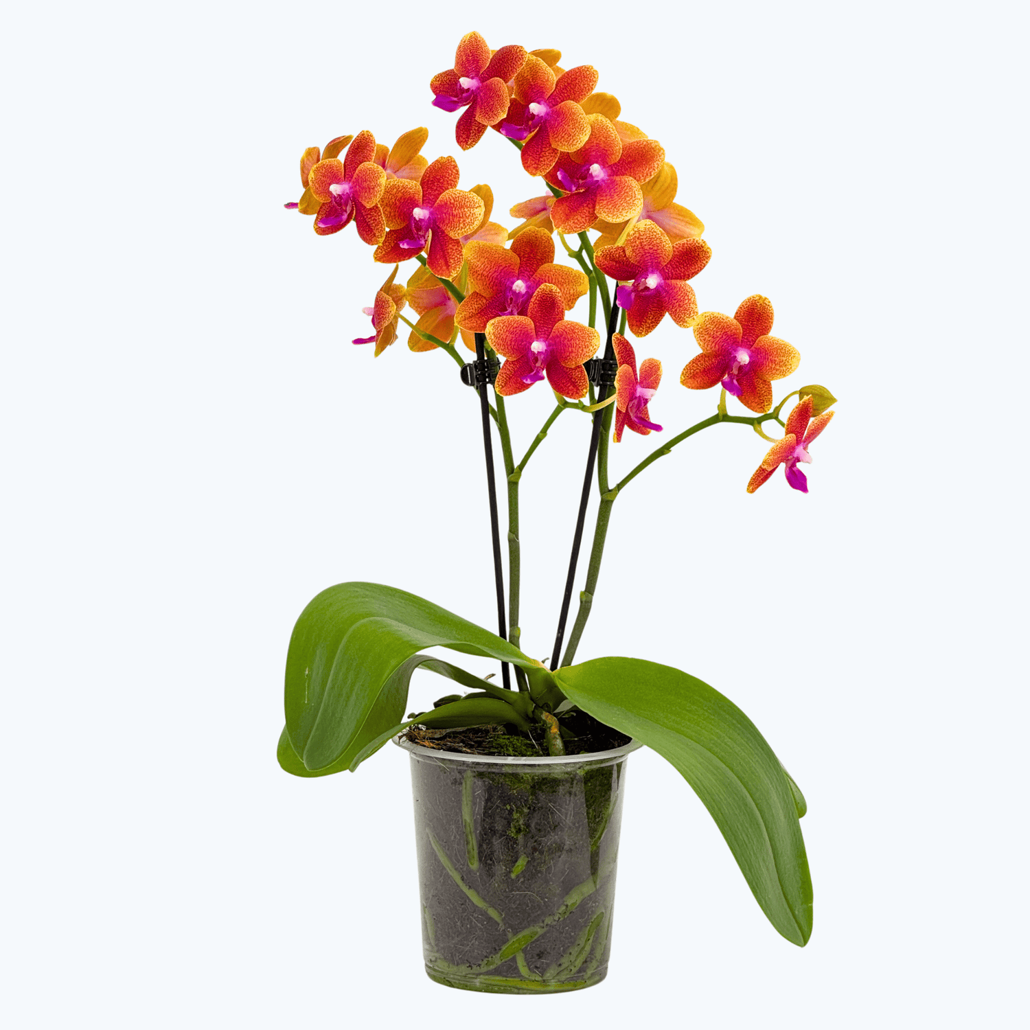 Phalaenopsis Duftorchidee Bolgheri mit orangen Blüten und 2 Rispen