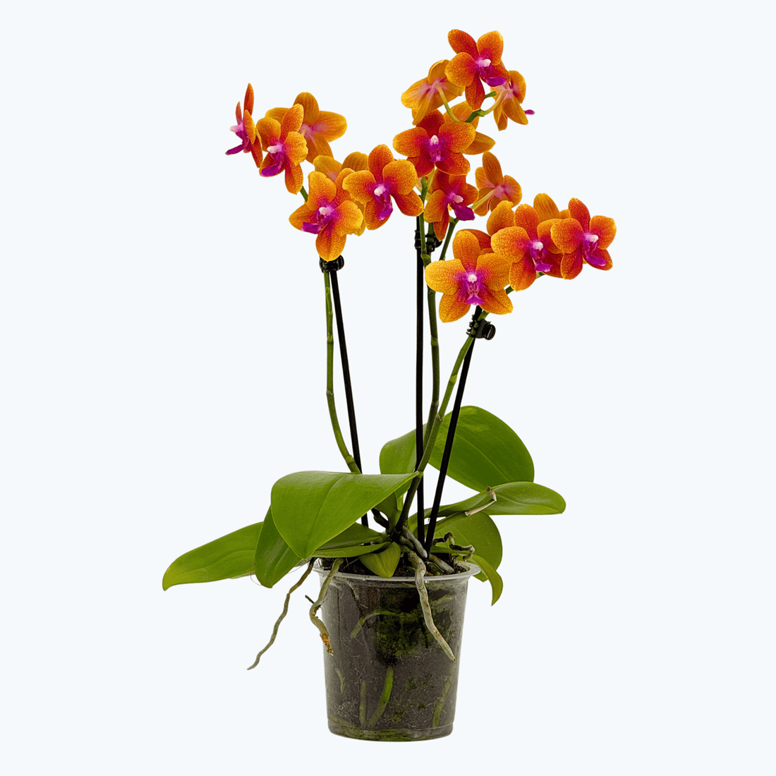 Phalaenopsis Duftorchidee Bolgheri mit orangen Blüten und 3 Rispen