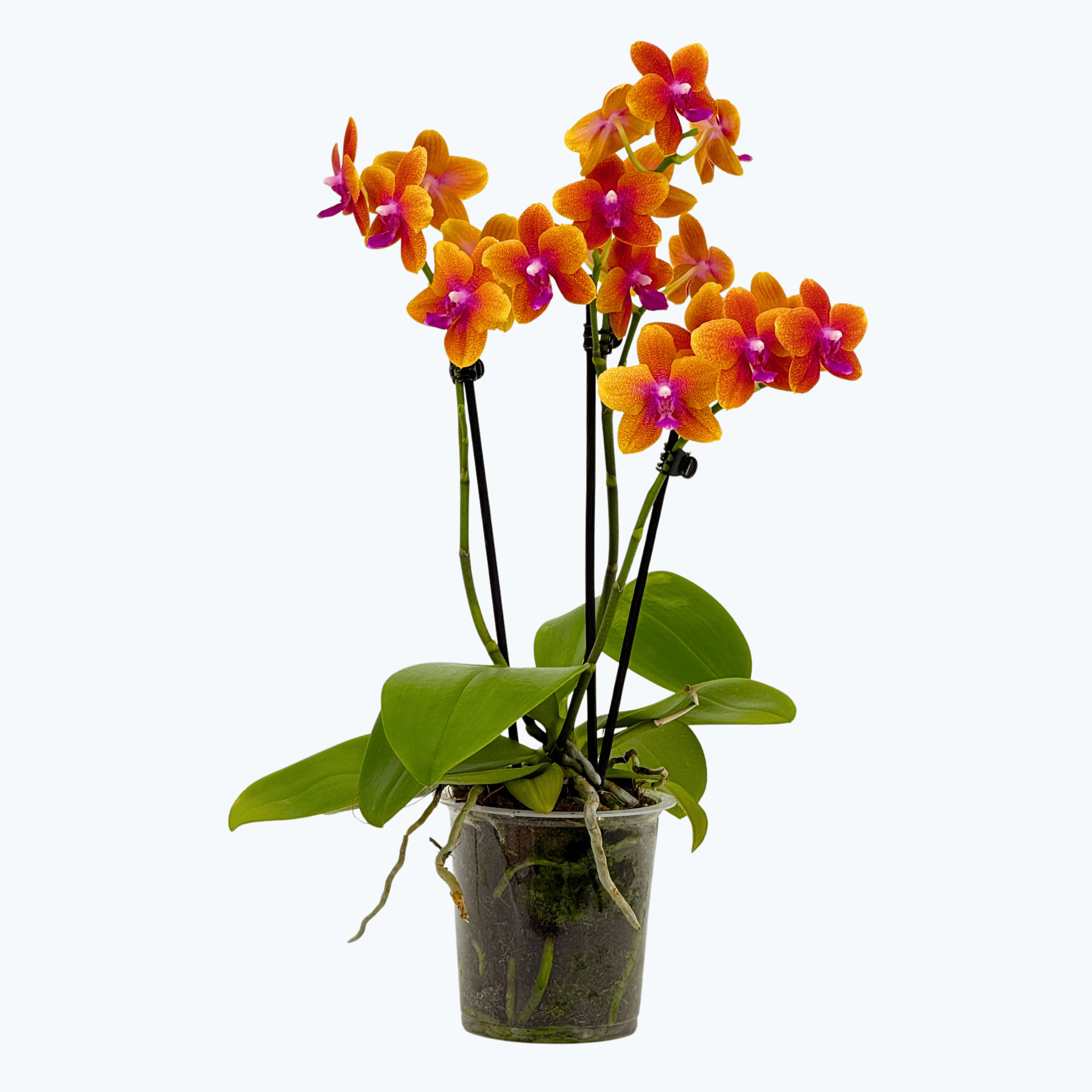 Phalaenopsis Duftorchidee Bolgheri mit orangen Blüten und 3 Rispen