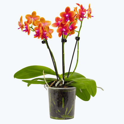 Phalaenopsis Duftorchidee Bolgheri mit orangen Blüten und 3 Rispen