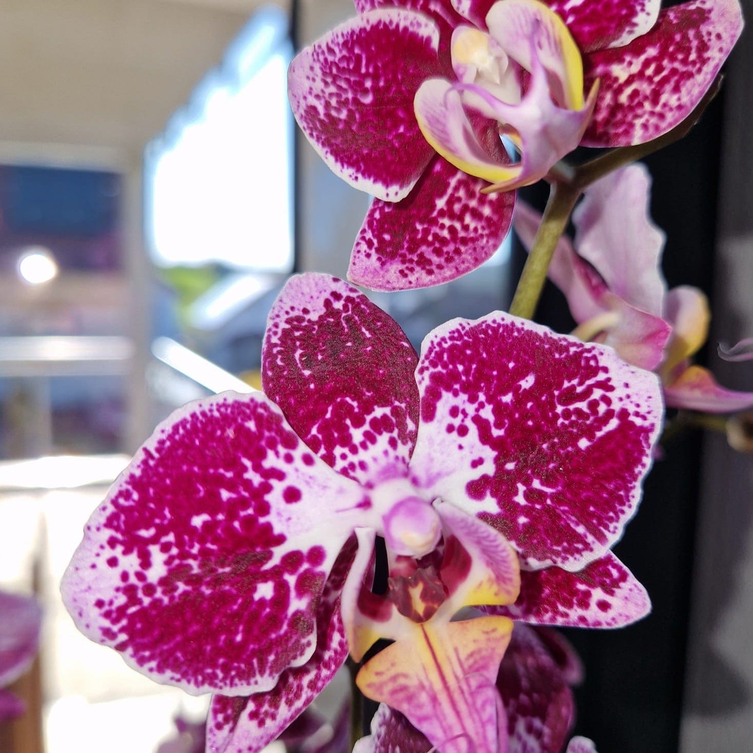 Phalaenopsis Purple Rain mit lila-gefleckten Blüten und 3 Rispen