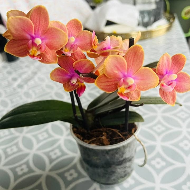 Duftorchidee Table Dance Dusty Belle mit orange-roten Blüten und 2 Rispen
