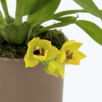 Propetalum Akka mit gelben Blüten und 2 Rispen