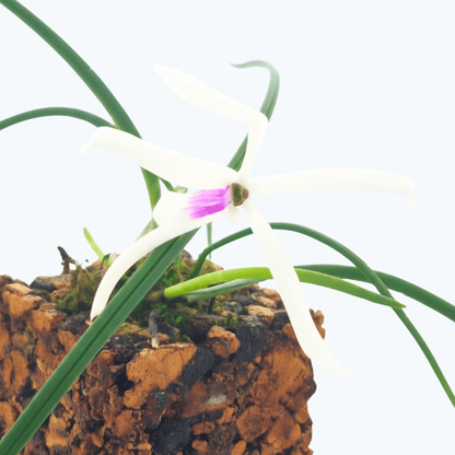 Leptotes botanic bicolor mit weißen Blüten im Korkquader