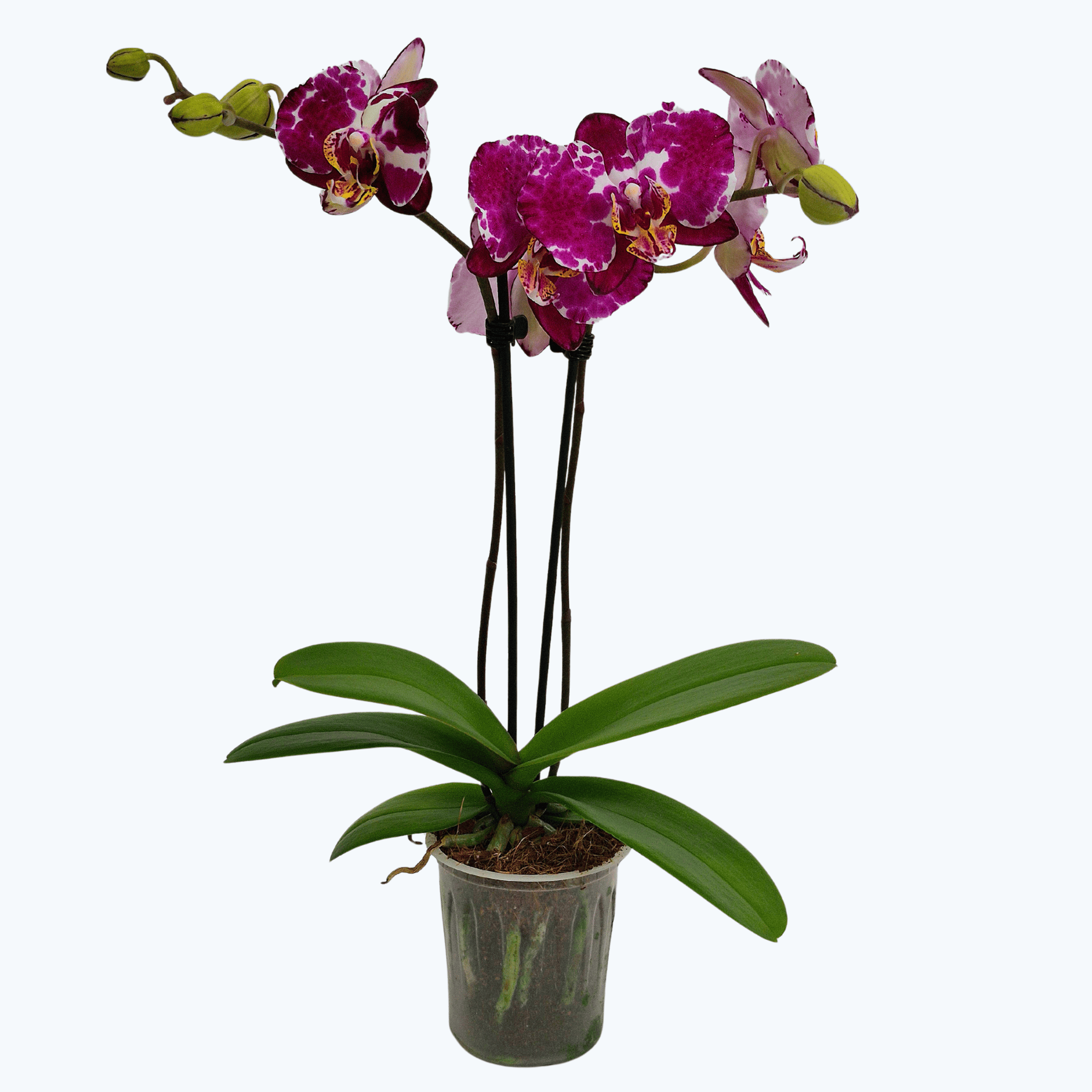 Table Dance Bordeaux Beauty mit bordeaux-violetten Blüten und 2 Rispen