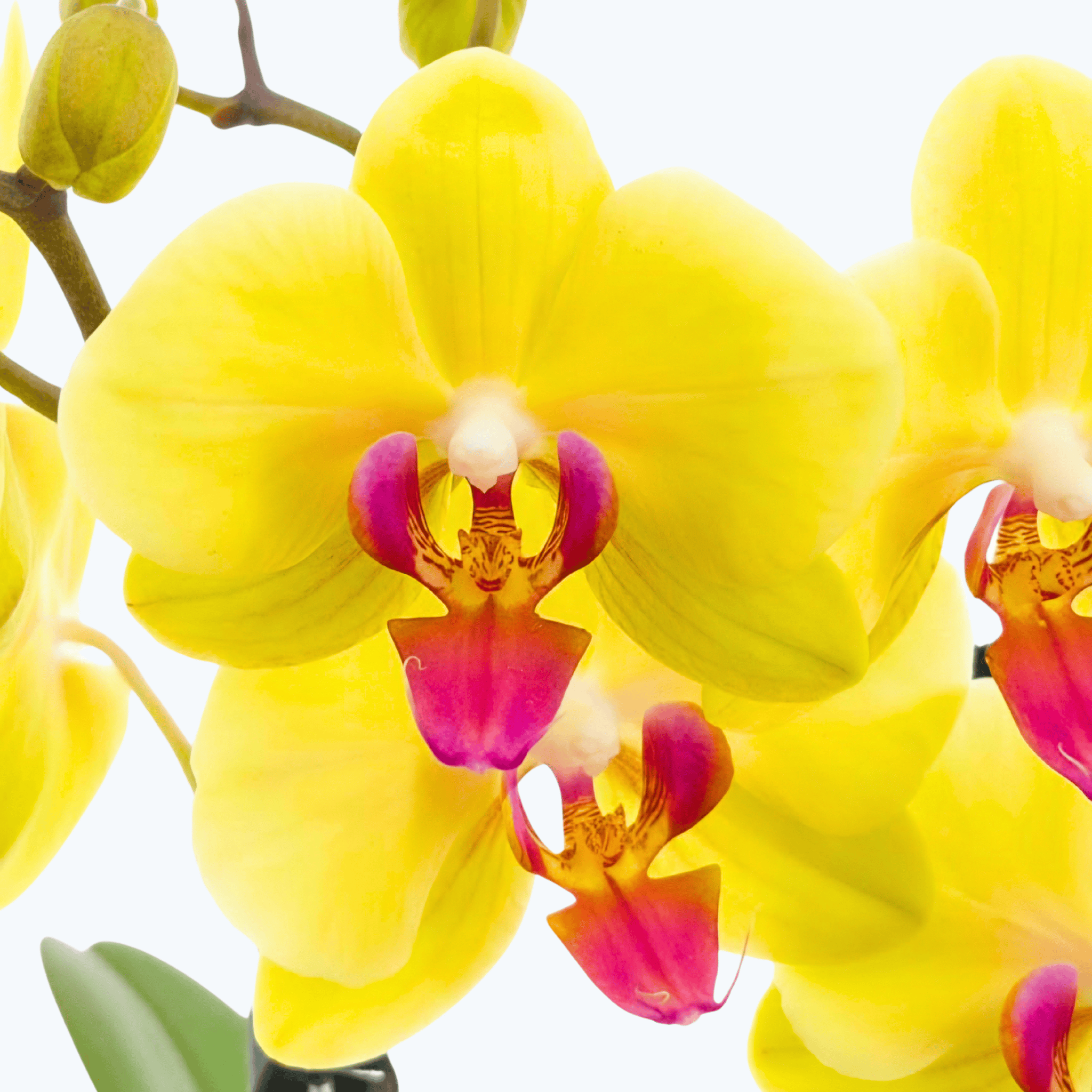 Phalaenopsis Farbmix im 3er Set mit 2 Rispen
