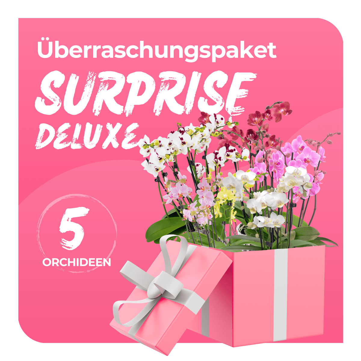 Überraschungspaket Surprise Deluxe