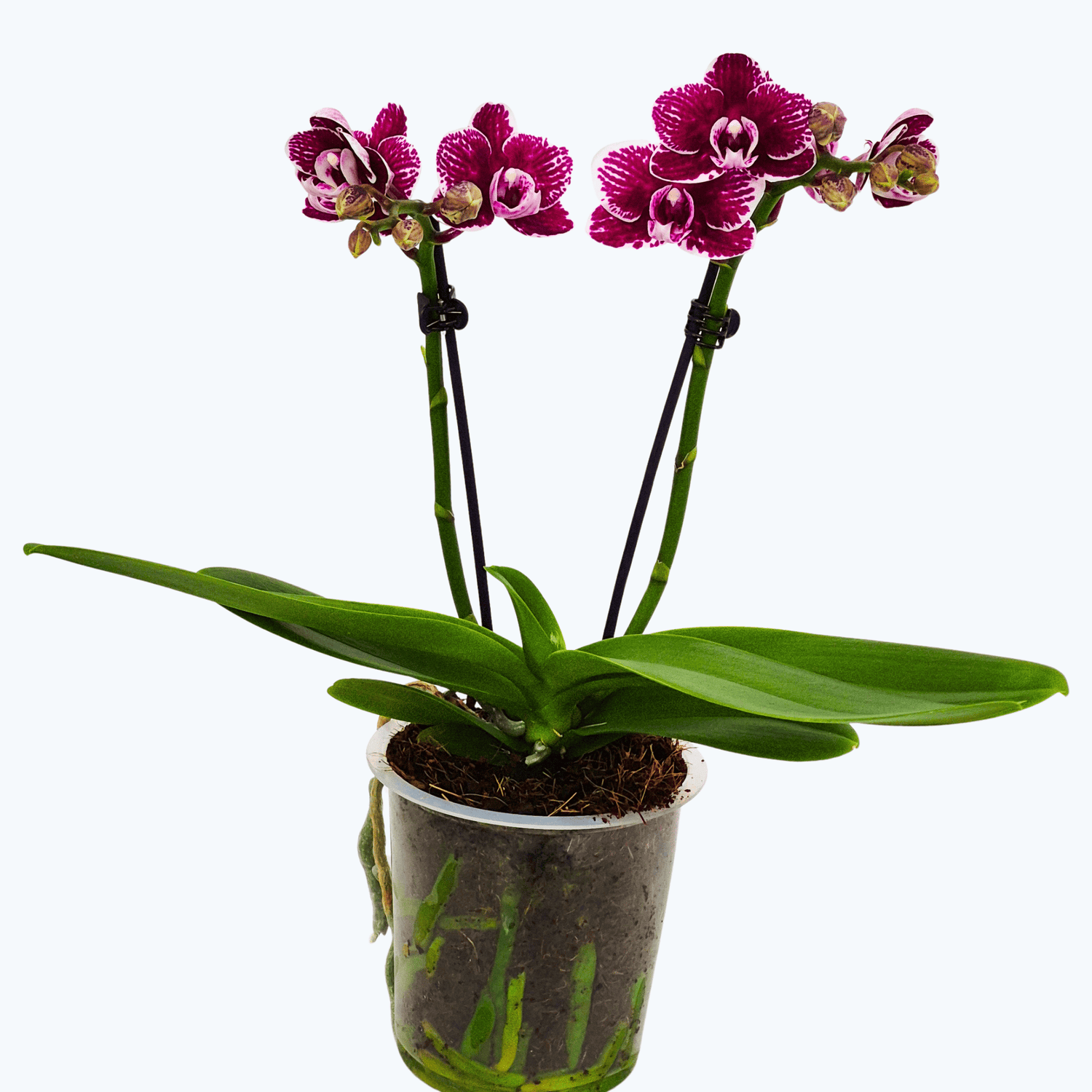Phalaenopsis Viviana mit bordeauxfarbenen Blüten und 2 Rispen