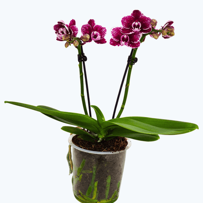 Phalaenopsis Viviana mit bordeauxfarbenen Blüten und 2 Rispen