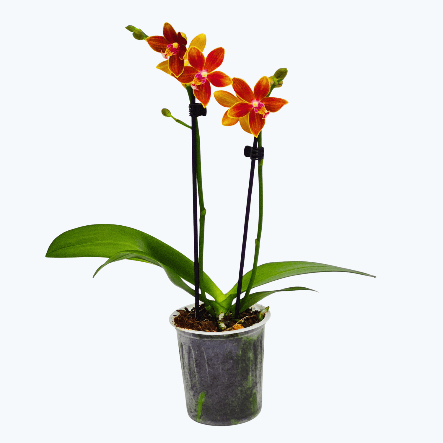 Table Dance Safron Star mit orangenen Blüten und 2 Rispen