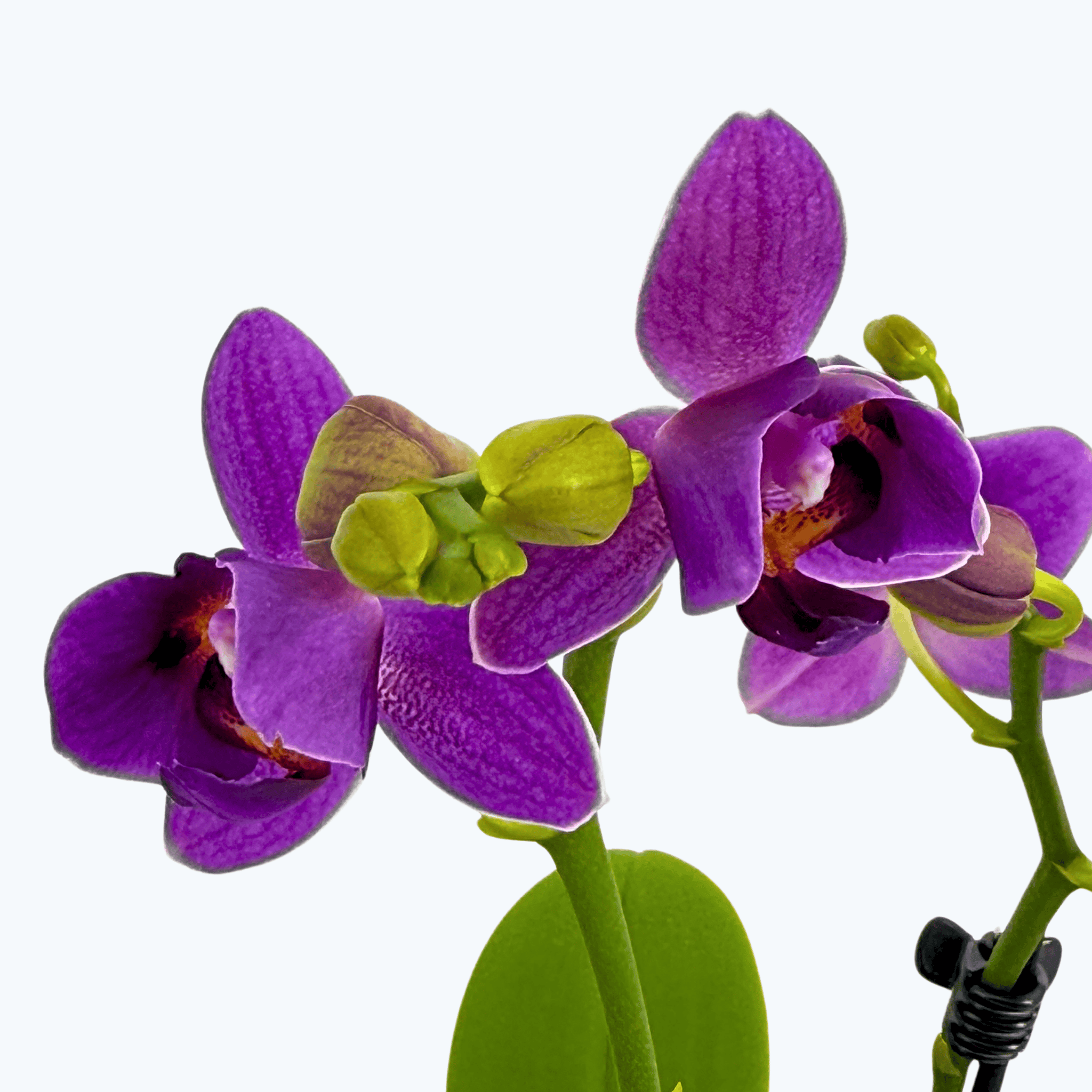 Pelorische Orchidee Table Dance Indigo Dream mit blauen Blüten und 1+ Rispen