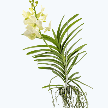 Vanda Orchidee in verschiedenen Farben