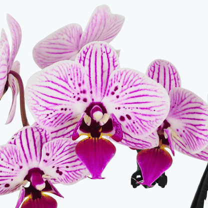 Table Dance Rosmerta mit weiß-pink gestreiften Blüten und 2 Rispen
