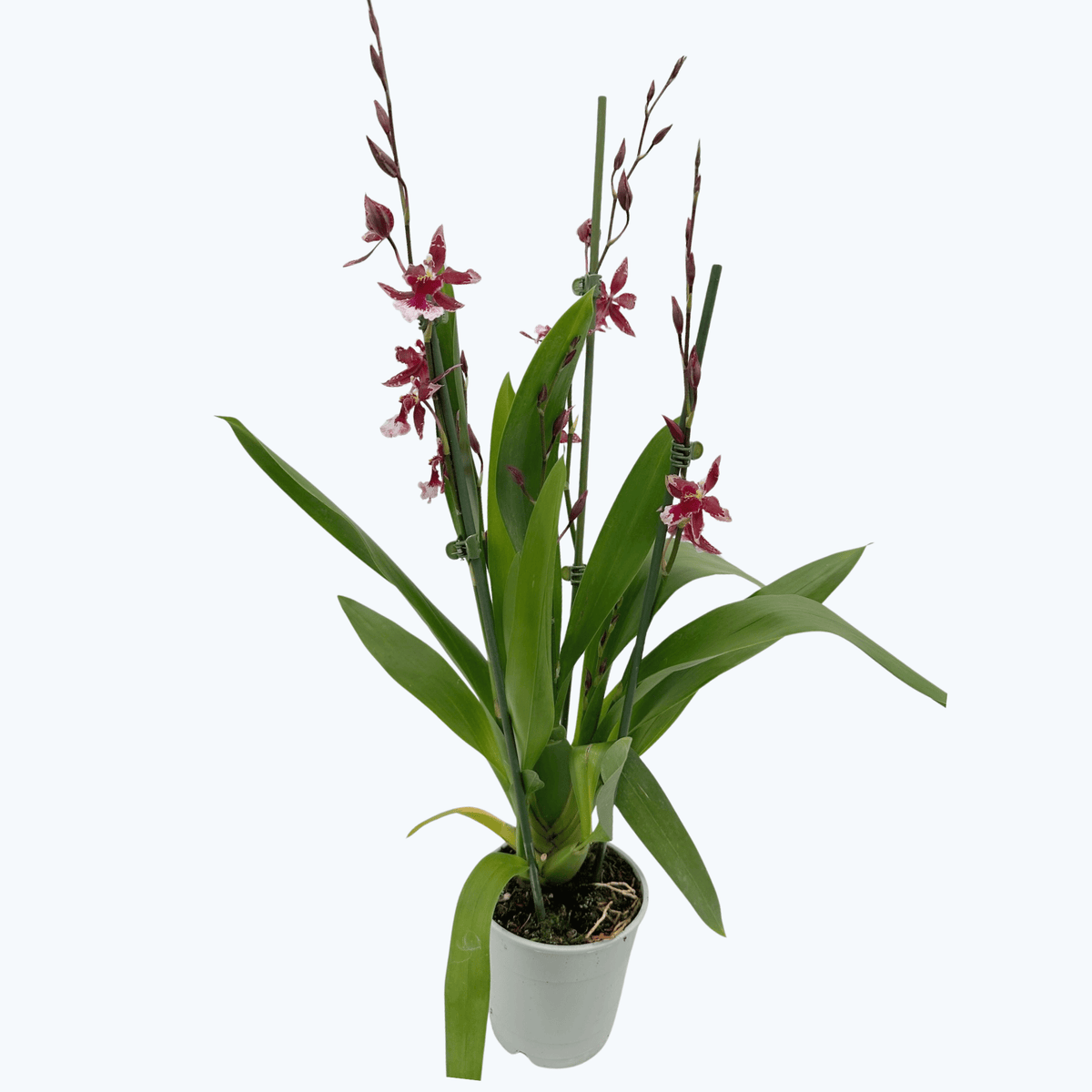 Cambria Barrocco Red mit 4+ Rispen im 12cm Topf