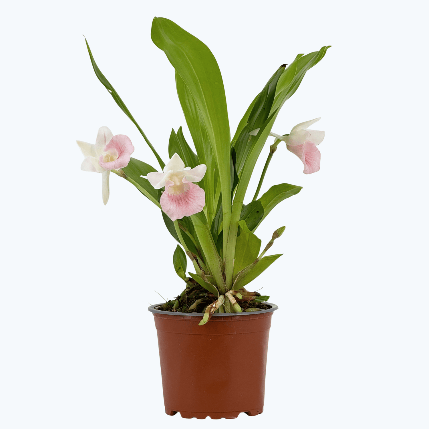 Cochleanthes  Rosalie mit rosa-weißer Blüte und 2+Rispen im 12cm Topf