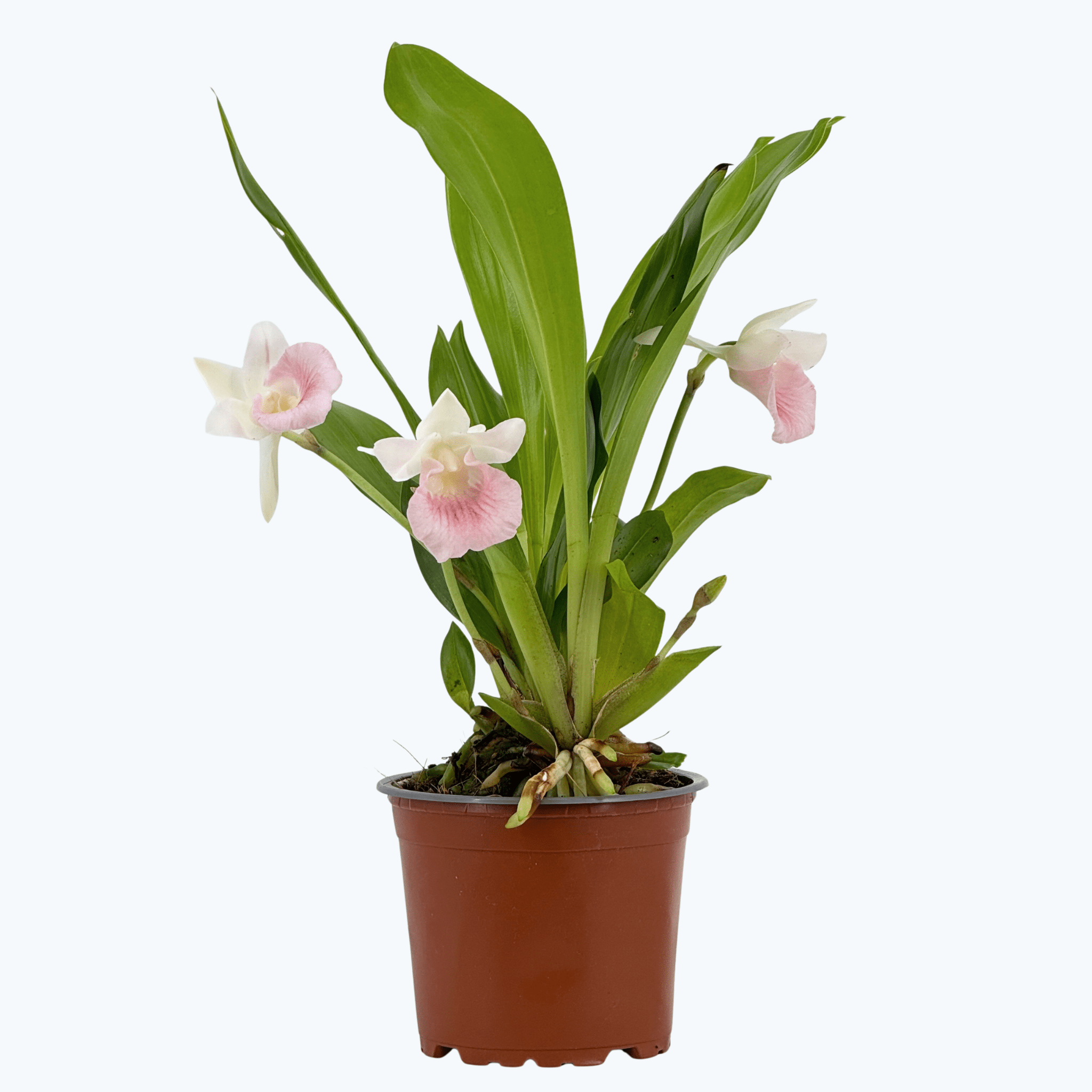 Cochleanthes  Rosalie mit rosa-weißer Blüte und 2+Rispen im 12cm Topf